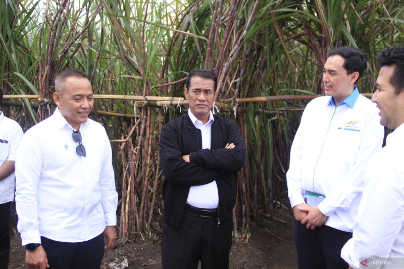 Danantara siap menggelontorkan Rp1,5 triliun beli gula petani