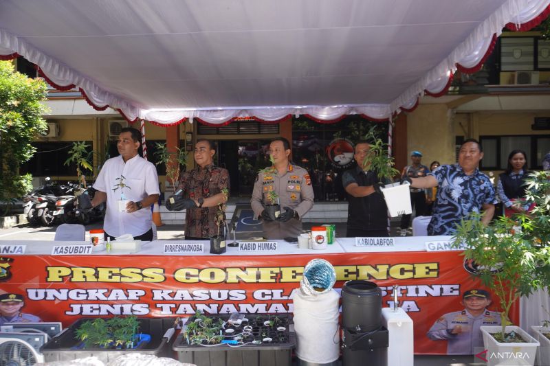 Polda Bali cari satu WNA terlibat jaringan kebun ganja hidroponik