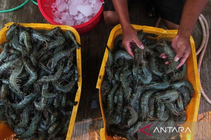 KKP: RI tetap bisa ekspor udang ke AS meski ada pengetatan impor