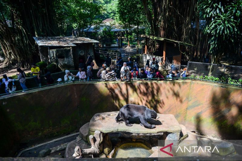Kebun Binatang Bandung gratiskan tiket masuk dan ajak pengunjung berdonasi pakan satwa