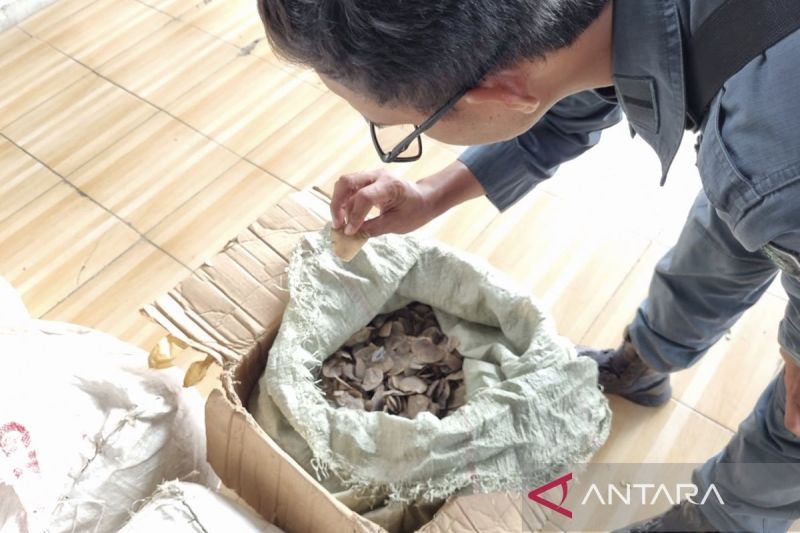 Kemenhut tahan penyelundup 3 ton sisik Trenggiling tujuan Kamboja