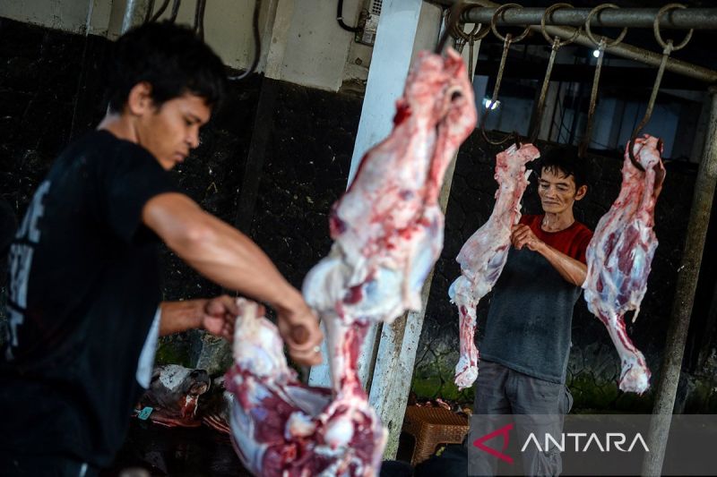 Kiat mencegah infeksi bagi pemotong hewan kurban