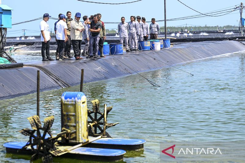 Prabowo tinjau panen raya udang di Tambak Budidaya Kebumen