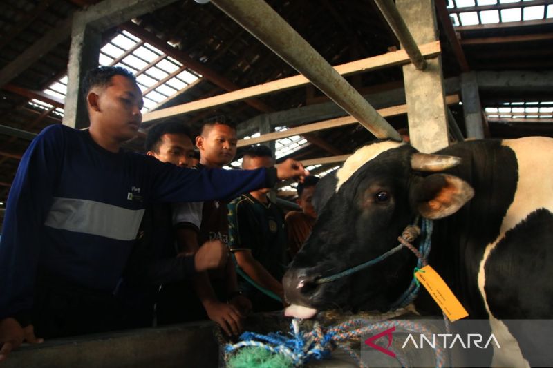 Prabowo salurkan sapi kurban seberat 910 kg ke Pondok Modern Gontor