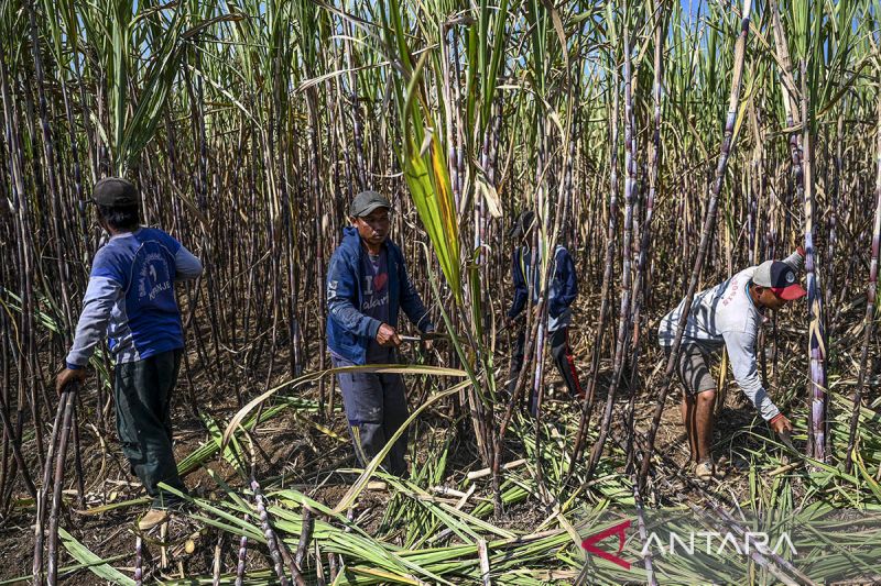 Kejar mandatori E20, ESDM membuka peluang swasta bangun pabrik etanol