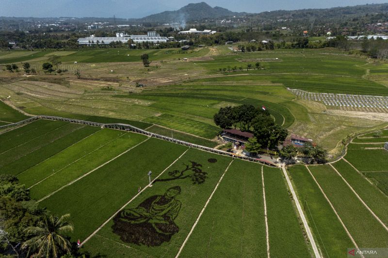 Karya seni pari corek Sang Buddha di area persawahan Kabupaten Semarang