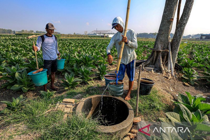 Petani berbagi air sumur demi selamatkan tanaman tembakau
