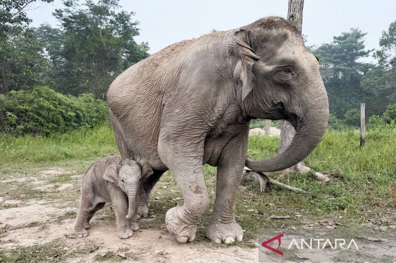 Kemenhut umumkan kelahiran anak gajah baru di TN Tesso Nilo
