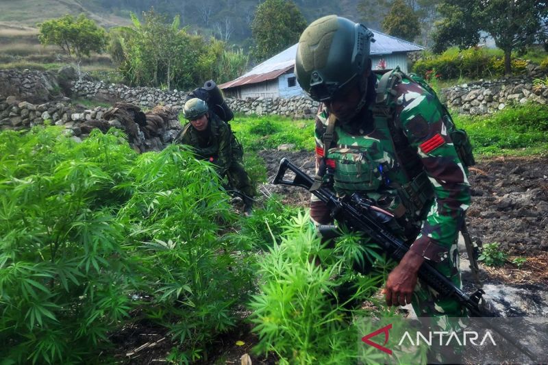 TNI sita 21.400 batang ganja diduga milik OPM